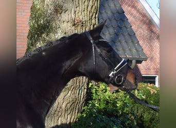 Hanoverian, Mare, 10 years, 16,1 hh, Bay-Dark