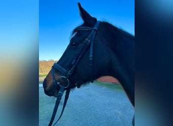 Hanoverian, Mare, 10 years, 16,1 hh, Bay-Dark