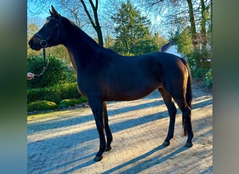 Hanoverian, Mare, 10 years, 16,1 hh, Bay-Dark