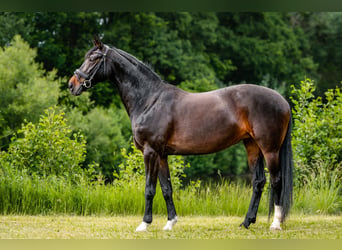 Hanoverian, Mare, 10 years, 16.1 hh, Bay-Dark