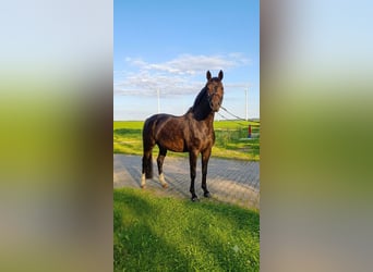 Hanoverian, Mare, 10 years, 16.1 hh, Bay-Dark