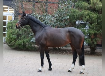 Hanoverian, Mare, 10 years, 16.1 hh, Bay-Dark