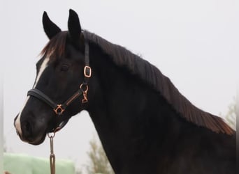 Hanoverian, Mare, 10 years, 16,1 hh, Black