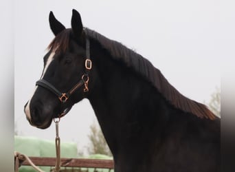 Hanoverian, Mare, 10 years, 16,1 hh, Black