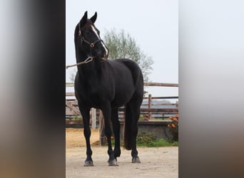 Hanoverian, Mare, 10 years, 16,1 hh, Black