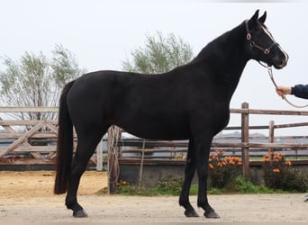 Hanoverian, Mare, 10 years, 16,1 hh, Black