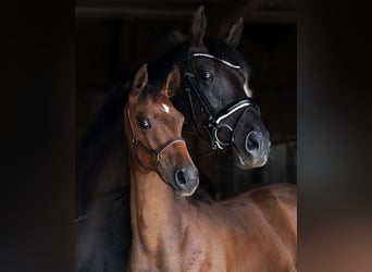 Hanoverian, Mare, 10 years, 16.1 hh, Black