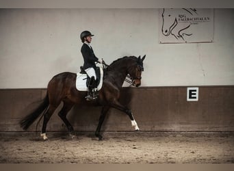 Hanoverian, Mare, 10 years, 16.1 hh, Brown