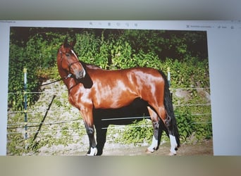 Hanoverian, Mare, 10 years, 16.1 hh, Brown