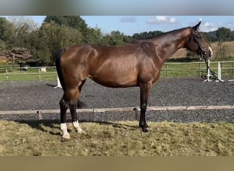 Hanoverian, Mare, 10 years, 16,1 hh, Brown