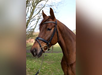 Hanoverian, Mare, 10 years, 16.1 hh, Chestnut