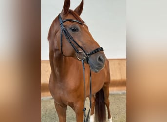 Hanoverian, Mare, 10 years, 16.1 hh, Chestnut