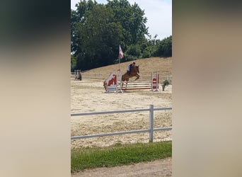 Hanoverian, Mare, 10 years, 16.1 hh, Chestnut-Red