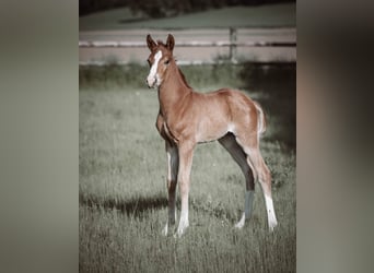 Hanoverian, Mare, 10 years, 16.1 hh, Chestnut-Red