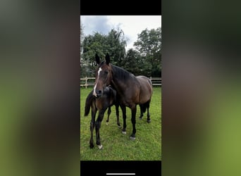 Hanoverian, Mare, 10 years, 16,1 hh, Smoky-Black