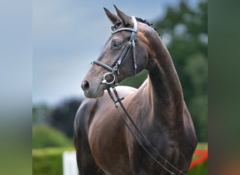 Hanoverian, Mare, 10 years, 16.2 hh, Bay-Dark