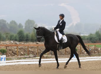 Hanoverian, Mare, 10 years, 16,2 hh, Bay-Dark