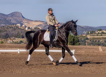 Hanoverian, Mare, 10 years, 16,2 hh, Bay-Dark