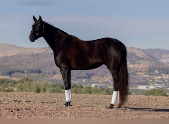 Hanoverian, Mare, 10 years, 16,2 hh, Bay-Dark