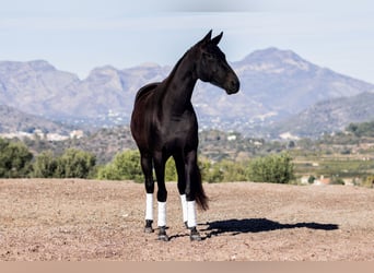 Hanoverian, Mare, 10 years, 16,2 hh, Bay-Dark