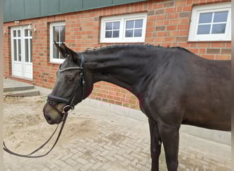 Hanoverian, Mare, 10 years, 16.2 hh, Black