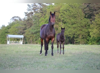 Hanoverian, Mare, 10 years, 16.2 hh, Brown