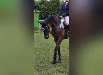 Hanoverian, Mare, 10 years, 16.2 hh, Brown
