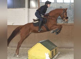 Hanoverian, Mare, 10 years, 16.2 hh, Chestnut-Red