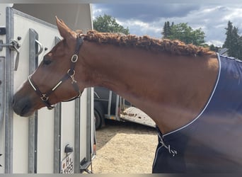 Hanoverian, Mare, 10 years, 16.2 hh, Chestnut-Red