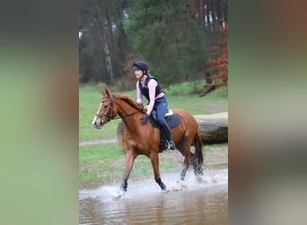 Hanoverian, Mare, 10 years, 16.2 hh, Chestnut-Red