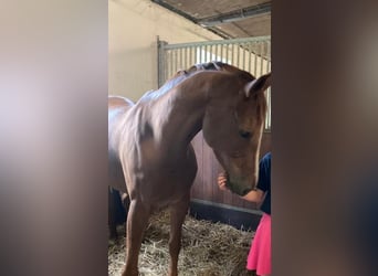Hanoverian, Mare, 10 years, 16.2 hh, Chestnut-Red