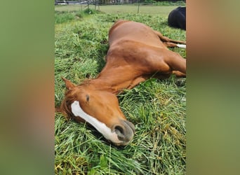 Hanoverian, Mare, 10 years, 16,2 hh, Chestnut-Red