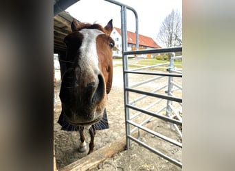 Hanoverian, Mare, 10 years, 16,2 hh, Chestnut-Red