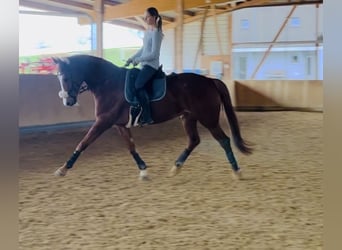 Hanoverian, Mare, 10 years, 16,2 hh, Chestnut-Red