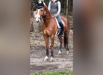 Hanoverian, Mare, 10 years, 16,2 hh, Chestnut-Red