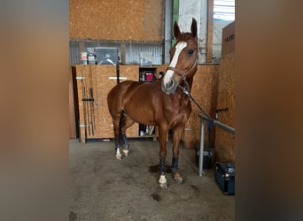 Hanoverian, Mare, 10 years, 16,2 hh, Chestnut-Red