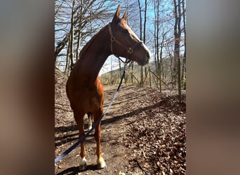 Hanoverian, Mare, 10 years, 16,2 hh, Chestnut-Red