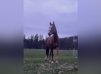 Hanoverian, Mare, 10 years, 16,2 hh, Chestnut-Red