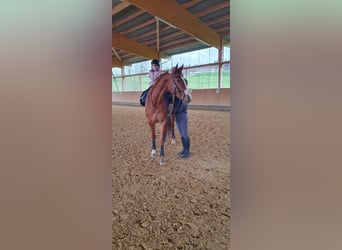 Hanoverian, Mare, 10 years, 16,2 hh, Chestnut-Red