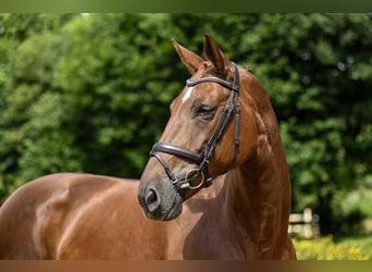 Hanoverian, Mare, 10 years, 16,2 hh, Chestnut-Red