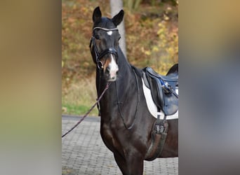 Hanoverian, Mare, 10 years, 16.3 hh, Bay-Dark