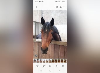 Hanoverian, Mare, 10 years, 16.3 hh, Brown