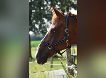 Hanoverian, Mare, 10 years, 16.3 hh, Chestnut-Red
