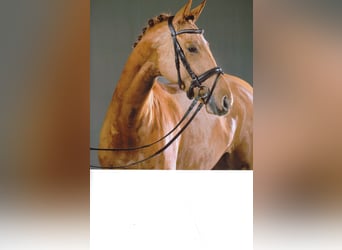 Hanoverian, Mare, 10 years, 16,3 hh, Chestnut-Red