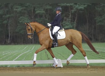 Hanoverian, Mare, 10 years, 16,3 hh, Chestnut-Red