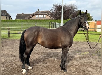 Hannoveraner, Stute, 10 Jahre, 16 hh, Rappe