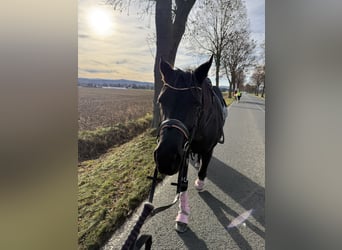 Hanoverian, Mare, 10 years, 16 hh, Black