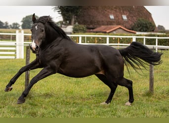 Hanoverian, Mare, 10 years, 16 hh, Black