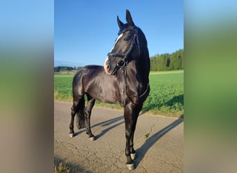 Hanoverian, Mare, 10 years, 16 hh, Black