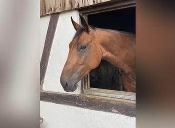Hanoverian, Mare, 10 years, 16 hh, Brown